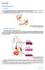 SISTEMA MUSCULAR 1. INTRODUÇÃO