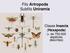 Filo Artropoda Subfilo Uniramia. Classe Insecta (Hexapoda) (+ de espécies descritas)