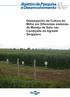 89 ISSN Julho, Desempenho da Cultura do Milho em Diferentes sistemas de Manejo de Solo nas Condições do Agreste Sergipano