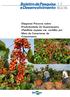 Diagnose Precoce sobre Produtividade do Guaranazeiro (Paullinia cupana var. sorbilis) por Meio de Caracteres de Crescimento