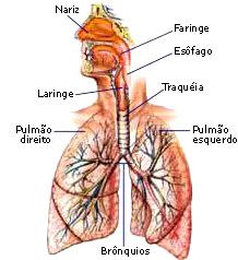 Constituição - Fossas nasais - Nasofaringe - Laringe - Traquéia -