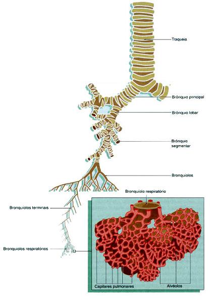 Árvore brônquica Tendências Diminuição - Cartilagem - Glândulas - Células caliciformes