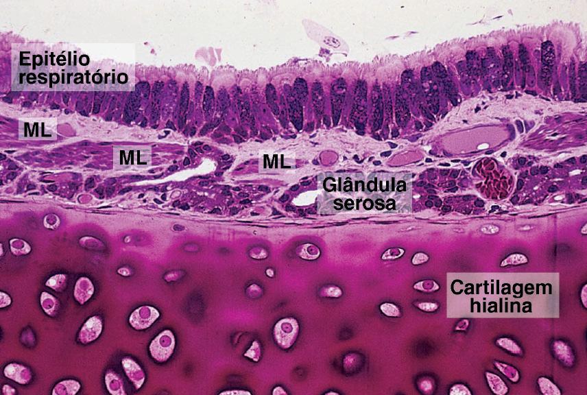 Brônquios Mucosa - Epitélio respiratório/simples cilíndrico ciliado; - Lâmina própria: T.