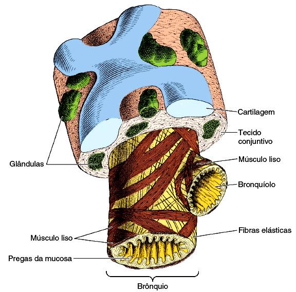 Brônquios