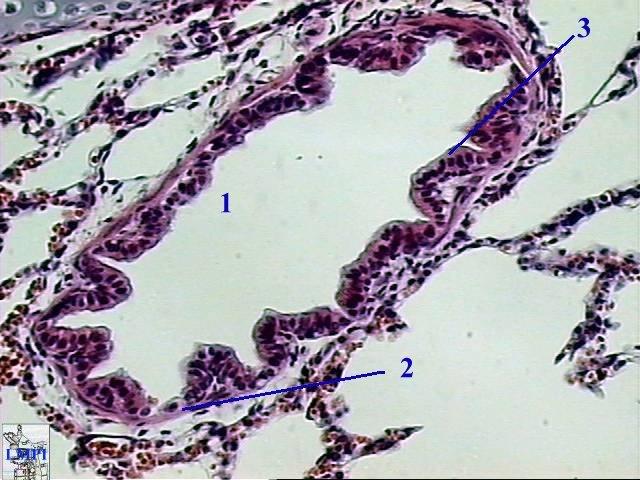 Bronquíolo olo terminal Final da porção condutora Parede + delgada que a do bronquíolo propriamente dito; Mucosa - Epitélio simples colunar