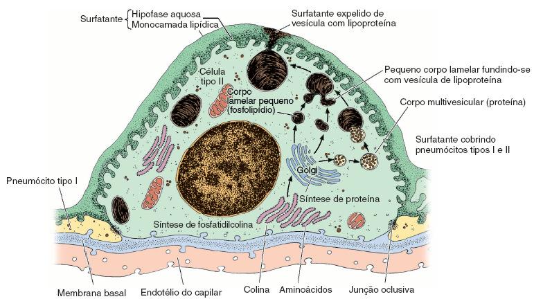 Pneumócito do tipo II - Presença