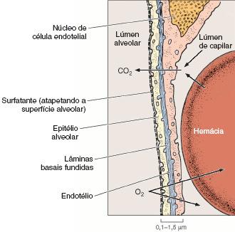 Barreira hematoaérea - Região mais delgada do septo interalveolar: Trocas gasosas 1.