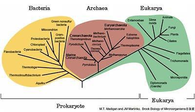 Organização taxonômica atual Sistema de classificação fundamentado no argumento de que a divisão dos microrganismos em procariotos e eucariotos era insuficiente 1991 (Carl R.