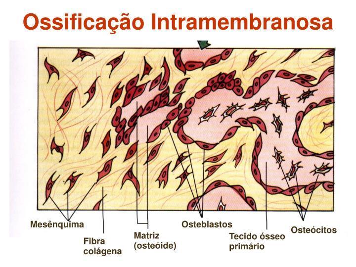 e o que envolve o osso é o externo. Entre eles estão os canais de Havers e as lamelas intersticiais (ou sistemas intermediários, localizados entre os sistemas de Havers). Como se forma o osso?