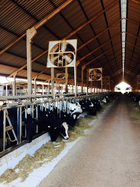 O que é Cetose? A cetose é uma desordem metabólica relacionada ao metabolismo energético que acomete vacas leiteiras durante o período de transição.