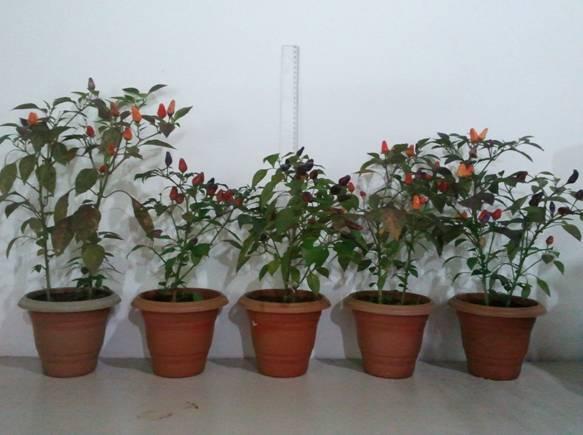 [Plant morphology and stages of rippening in fruits of pepper Capsicum sp.