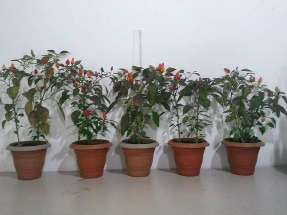 Poda do ápice (A) e aplicação de redutor de crescimento em plantas de pimenta