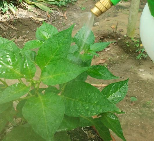 cultivada em vaso (B) [Pruning the apex (A) Spray Reducing growth in pepper