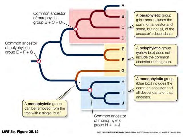 Ancestral comum do grupo parafilético B + C + D Grupo parafilético: inclui o ancestral comum mas não inclui todos os seus descendentes Ancestral comum do grupo polifilético E + F + G Grupo
