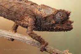 (Brookesia theili and B.