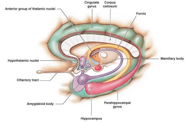 Principais Sistemas de Saída da Amígdala Estria Terminal emerge na amígdala caudal e arqueia na borda do caudado, e terminam no N.
