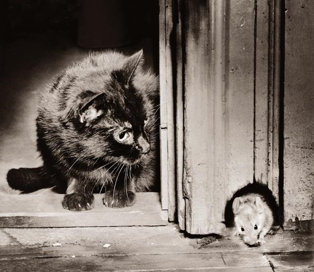 Organização de respostas emocionais de medo inato, Exposição ao predador natural rato defende-se do gato?