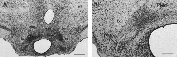 Investigação de papel do núcleo pré-mamilar dorsal na expressão do comportamento defensivo: lesões bilaterais Lesão no PMd (núcleo pré-mamilar