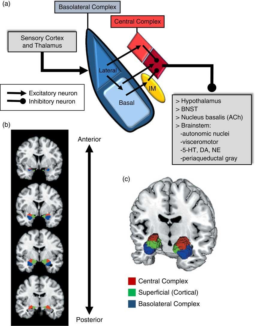 Modulação da Atividade da Amígdala Na ausência de estímulo ameaçador Interneurônios GABAérgicos mantém o limiar de disparo mais elevado na via de saída da amígdala.