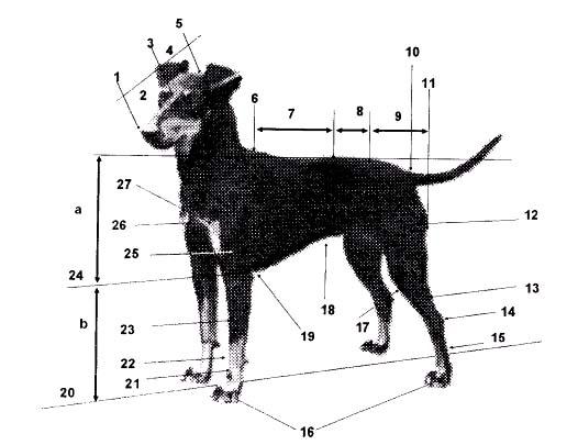 MANCHESTER TERRIER NOMENCLATURA CINÓFILA UTILIZADA NESTE PADRÃO 1 Trufa 13 Perna 25 Braço 2 Focinho 14 Jarrete 26 Ponta do esterno 3 Stop 15 Metatarso 27 Ponta do ombro 4 Crânio 16 Patas 5 Occipital