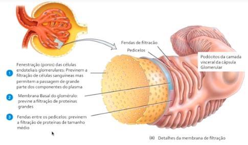 Estrutura do glomérulo e cápsula glomerular filtrante A barreira de filtração glomerular é composta por 3 elementos básicos: Células endoteliais; Membrana glomerular basal (proteínas carga negativa