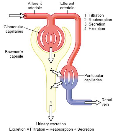 Três componentes básicos da função renal Processos que determinam a formação da urina 1)