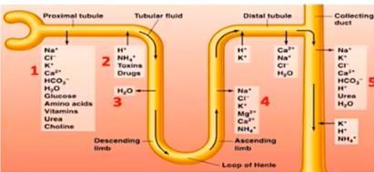 Reabsorção e secreção tubular