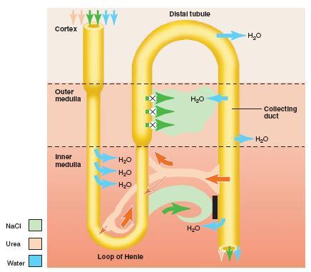 Papel da uréia na formação da urina Saída do sódio (2/3) na alça de Henle e de uréia