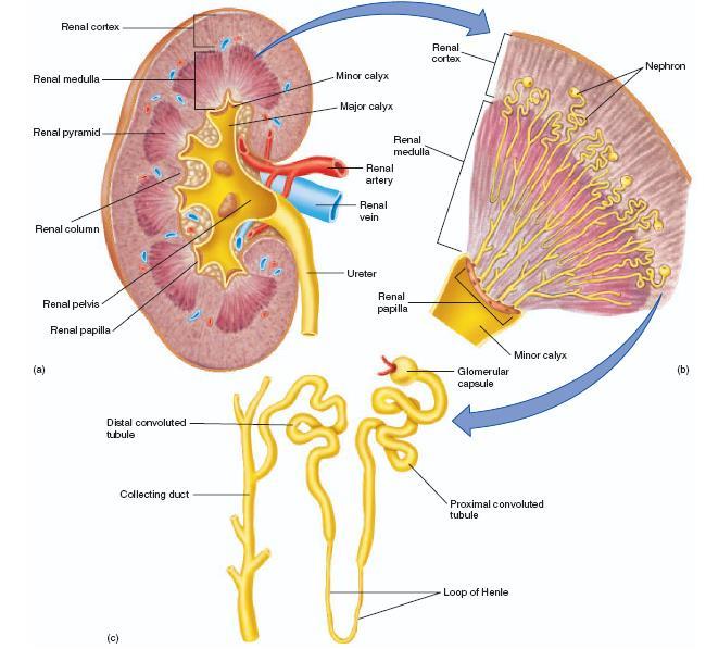 Estrutura dos rins Córtex Medula Cálices