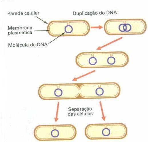 BIPARTIÇÃO Uma bactéria origina duas novas bactérias com o mesmo patrimônio genético.