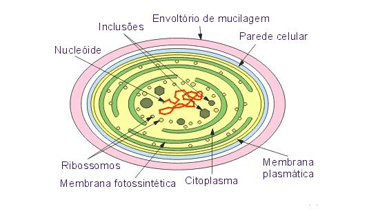 TRANSDUÇÃO Quando parte do DNA de uma bactéria é transmitida a outra através de um vírus (bacteriófago).