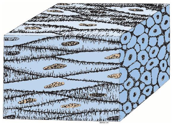 Matriz extracelular Lâmina basal