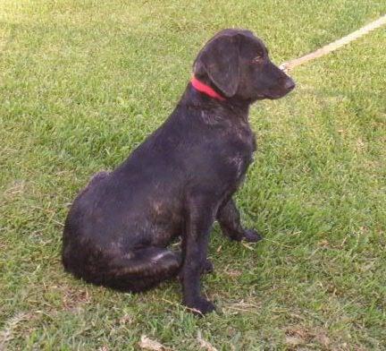 UNA, é uma cadela da criação de Luís Almendra, de cor lobeiro claro, é filha de SUL- TÃO (Campeão Nacional) e de DONA DO LOMAUM. É um dos nossos cães.