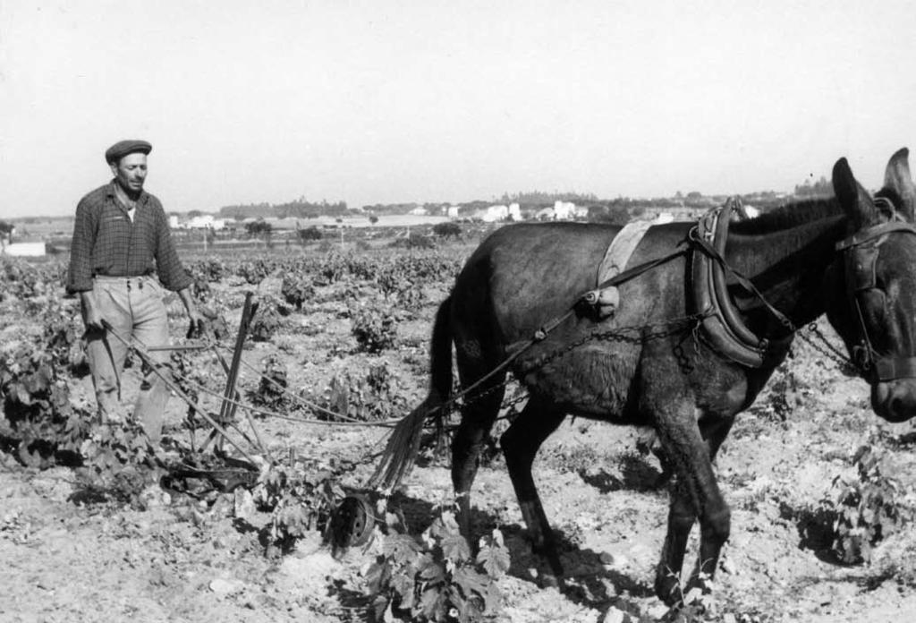 Lavrar a vinha, Colónia Agrícola de Pegões Núcleo das Faias, Montijo,