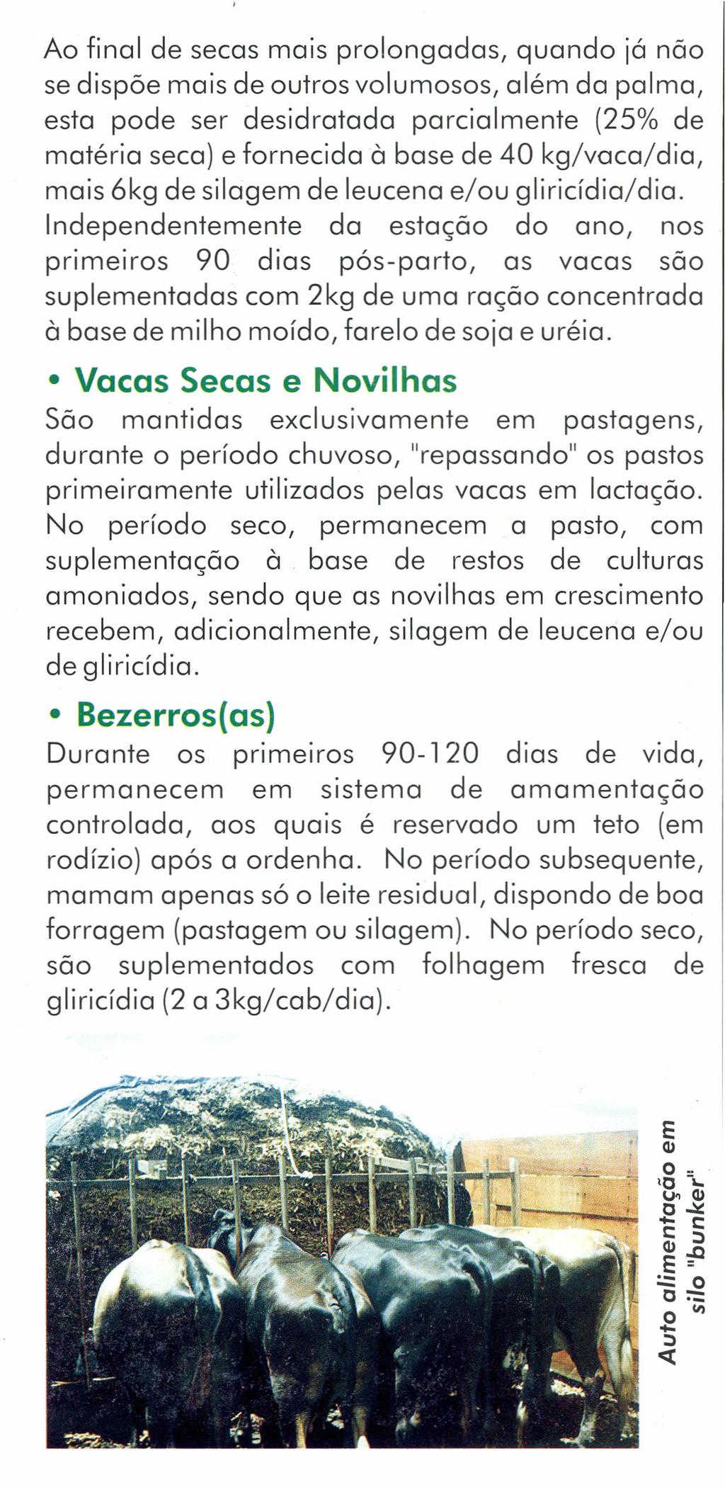 Ao final de secas mais prolongadas, quando já não se dispõe mais de outros volumosos, além da palma, esta pode ser desidratada parcialmente (25% de matéria seca) e fornecida à base de 40 kg/vaca/dia,