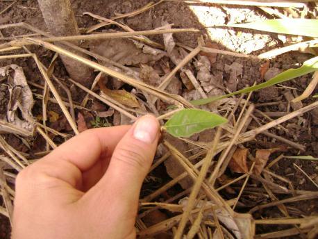 folhas, como o seputá, ingá e figueira, outras estão rebrotando após terem sofridos ataques por outros