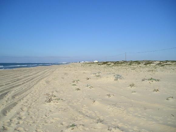 TAA02 Este transeto situa-se numa praia de areias nuas com cordão dunar em estado de estabilização por vegetação psamófila.