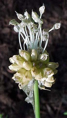 Família Liliaceae Plantas perenes