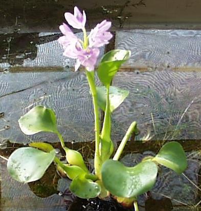 Família Pontederidaceae Planta daninha aquática