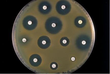 Não eliminam Salmonella spp.