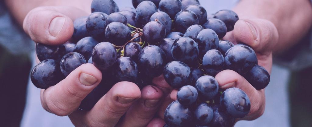 Consumo de uvas diariamente Baixa E cácia Você sabia que a ingestão de uvas em altas quan dades pode ajudar quem deseja parar de beber?