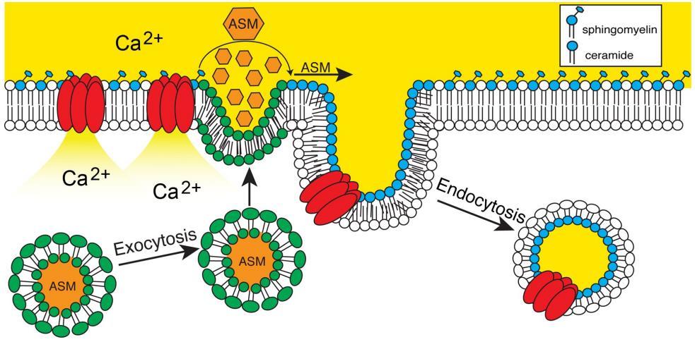CAPÍTULO 1 Introdução geral l Figura 6: Modelo de reparo de membrana: exocitose de lisossomos.