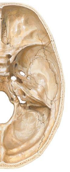 -Ossos Osso esfenóide Osso parietal Fossa