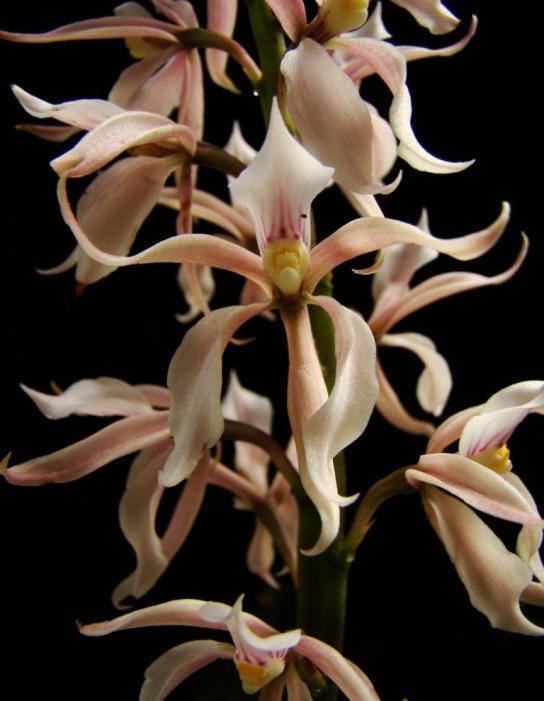 Epidendrum secundum Jacq.