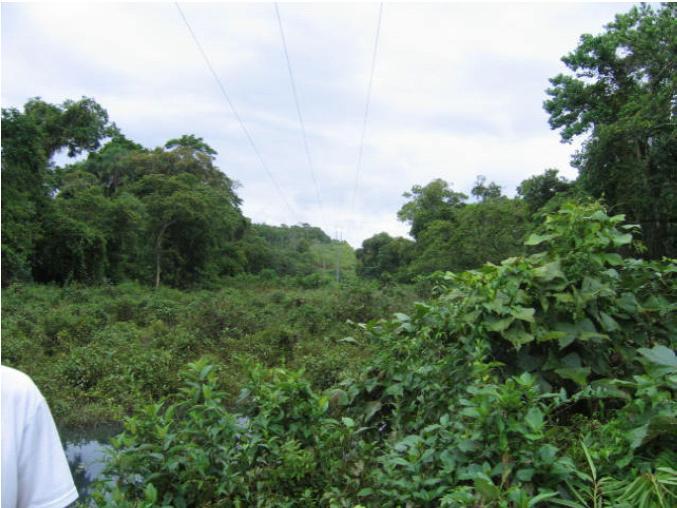 Figura 3. Rede sobre a vegetação As equipes de campo foram treinadas para receber a ordem de serviço de ligação, identificar áreas ambientais e utilizar os motivos corretos para reprovar.