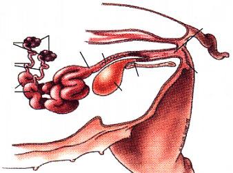 Órgãos Reprodutivos: fêmea Infundíbulo Ovários Corpo do útero Cérvix Vagina Ovidutos Cornos uterinos Bexiga Uretra Vulva 13 13 Puberdade: Idade