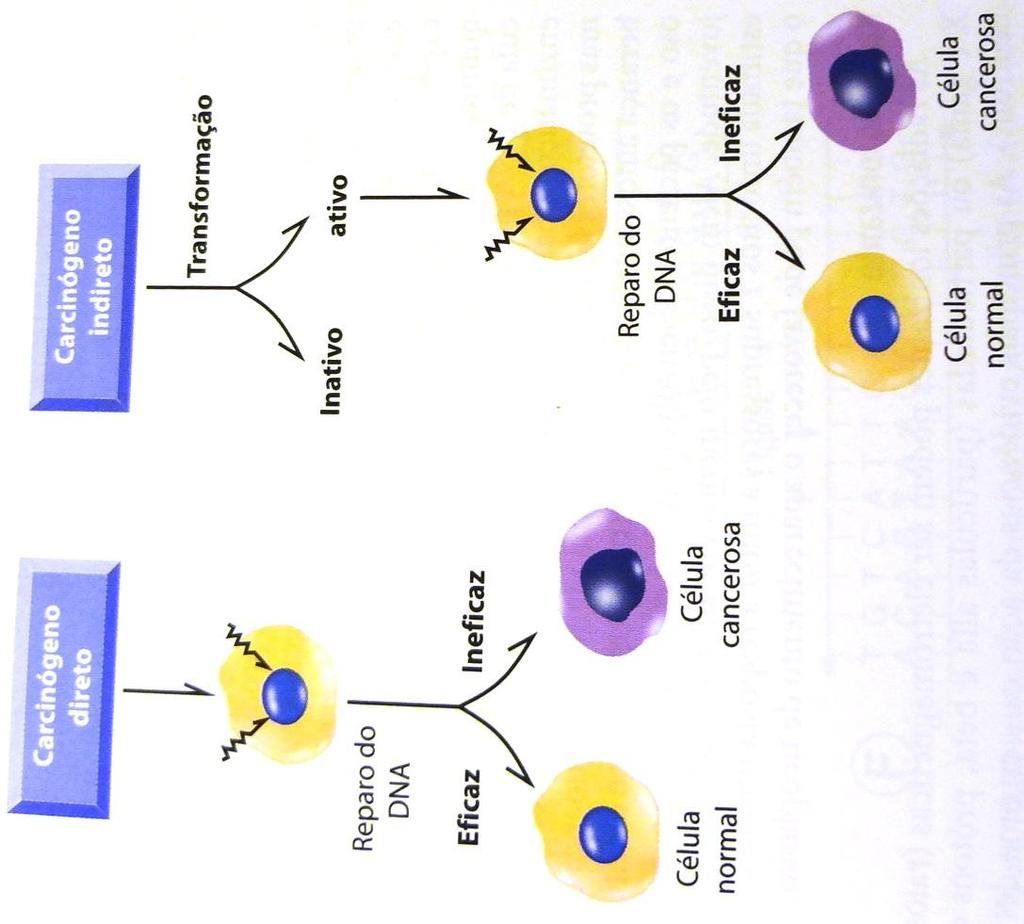 CARCINOGÊNESE QUÍMICA