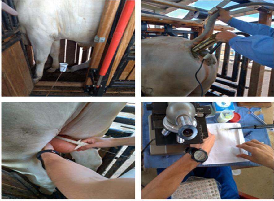 Figura 1. Exames andrológicos para inclusão de animal no teste de desempenho de touros jovens. Foto: TDTJ Dr. Cláudio U.