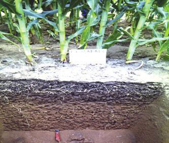 Nesses casos, atribui-se o maior desenvolvimento das raízes à lixiviação de nitrato de cálcio ao longo do perfil do solo.
