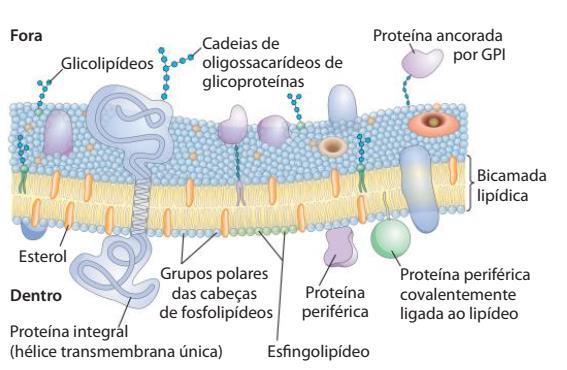 As membranas apresentam a estrutura do Mosaico Fluido (Singer e Nicolson) As membranas são fluidos bidimensional, nos quais os lipídios e as proteínas